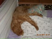 Игорь Горох фотография #43 (источник - https://vk.com/id6322143)