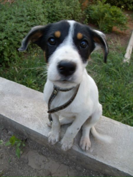 Дмитрий Гого фото №29