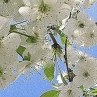 Дана Петріна фотография #25 (источник - https://vk.com/id167201289)