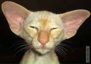 Brat Sk фотография #7 (источник - https://vk.com/id1515147)