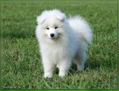 Фотография Шумовой Яны