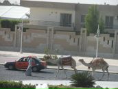 Андрій Ольховский фотография #8 (источник - https://vk.com/id38332321)