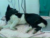 Фотография Шумейко Ирины