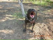 Sercan Afacan фотография #8 (источник - https://vk.com/id53824928)