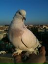 Hamza İbrahimoglu фотография #10 (источник - https://vk.com/id155231625)