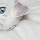 Наталія Олійник фотография #50 (источник - https://vk.com/id85387598)