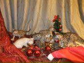 Мадіна Мамасідікова фотография #4 (источник - https://vk.com/id154073370)