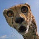 Фотография Шилова Алексея