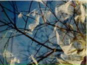 Фотография Гаас Вероники