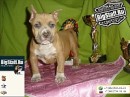Tayson Pitbul=jermani фотография #5 (источник - https://vk.com/id70604395)