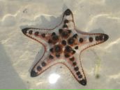 Фотография Хашкиной Ленуськи