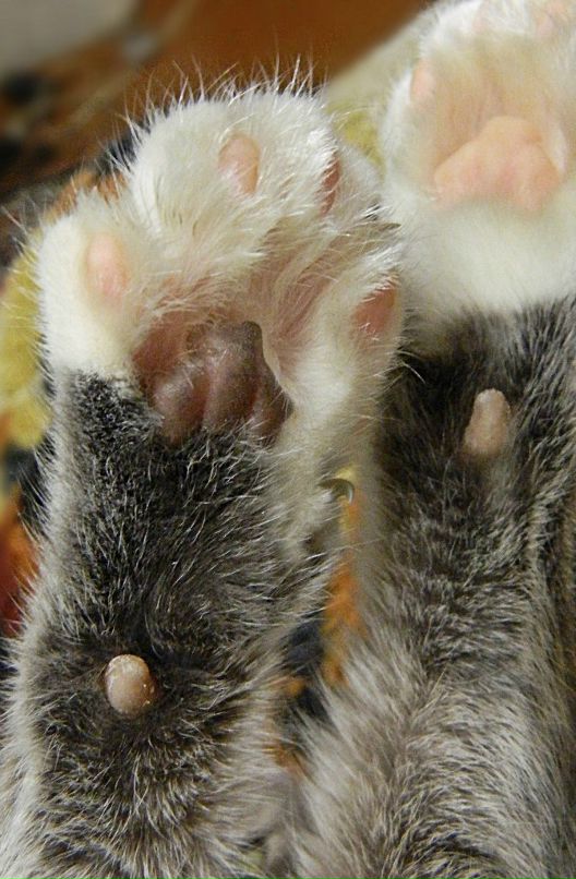 Ирина Коломникова фотография #39