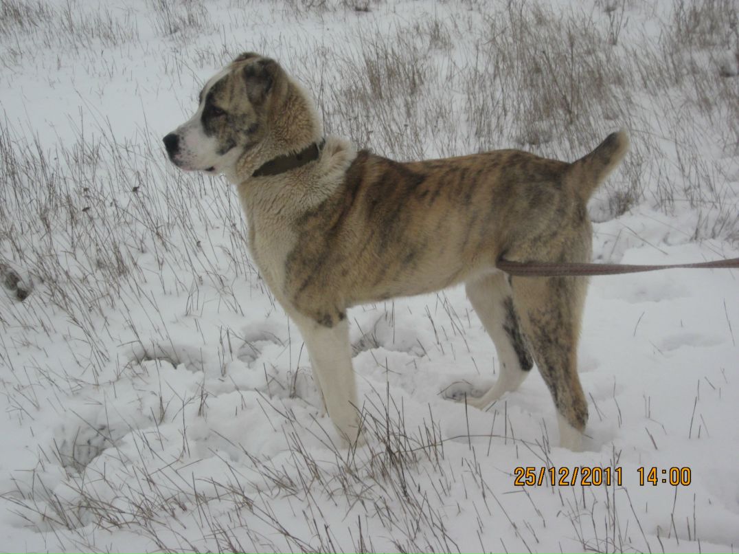 Слава Танаджи фотография #11