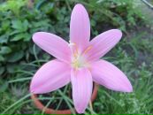 Роландо Екліпсо фотография #25 (источник - https://vk.com/id76102394)