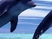 Василина Дацишин фотография #31 (источник - https://vk.com/id134390448)
