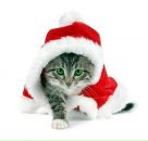 Фотография Карабаненко Юлии