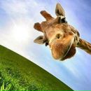 Фотография Цыгановой Светланы