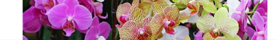 Інна Карча фотография #41 (источник - https://vk.com/id75144847)