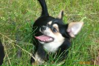 Разбитое Сердце фотография #38 (источник - https://vk.com/id611602)