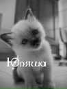 Фотография Чернышовой-Голаевой Юлии