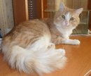 Діана Ставка фотография #47 (источник - https://vk.com/id166687039)