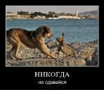 Андрій Костишин фотография #19 (источник - https://vk.com/id26292277)