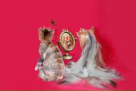 Фотография Топ-Грумер-Преподаватель Ольги-Остапенко