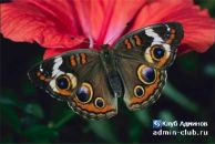 Фотография Карасевой Нины