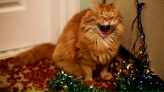 Андрій Ємельяненко фотография #6 (источник - https://vk.com/id11656710)