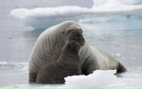 Юний Технік фотография #20 (источник - https://vk.com/id8612143)