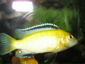 Андрій Ордаш фотография #4 (источник - https://vk.com/id28930375)