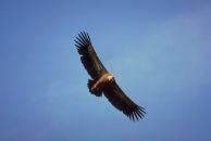 Сергій Красевич фотография #7 (источник - https://vk.com/id82425181)