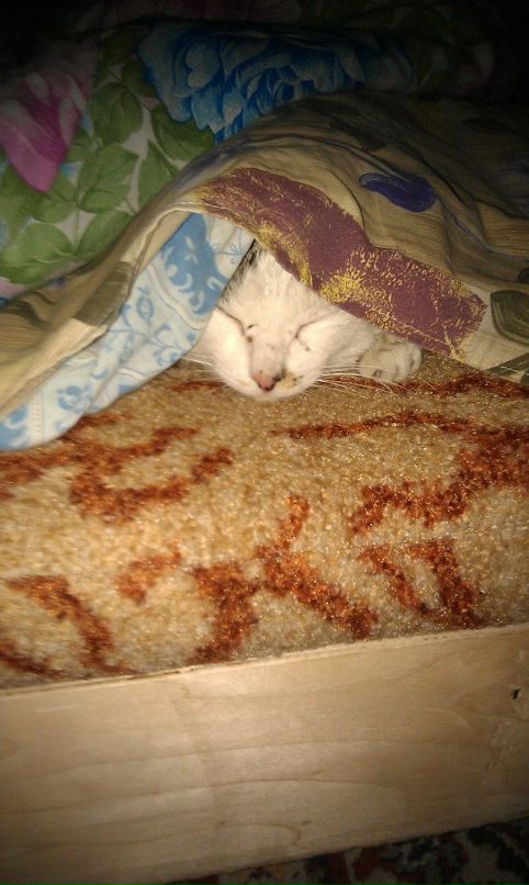 Ivan Solomachev фотография #16