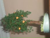 Іра Волинець фотография #21 (источник - https://vk.com/id104408423)