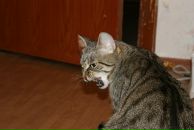 Фотография Koveshnikova Mary