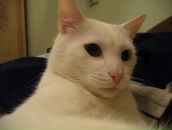 Фотография Джина Доминика