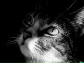 Фотография Карпенковой Марины