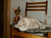 Фотография Матешевской Светланы