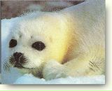 Фотография Капошко Тони