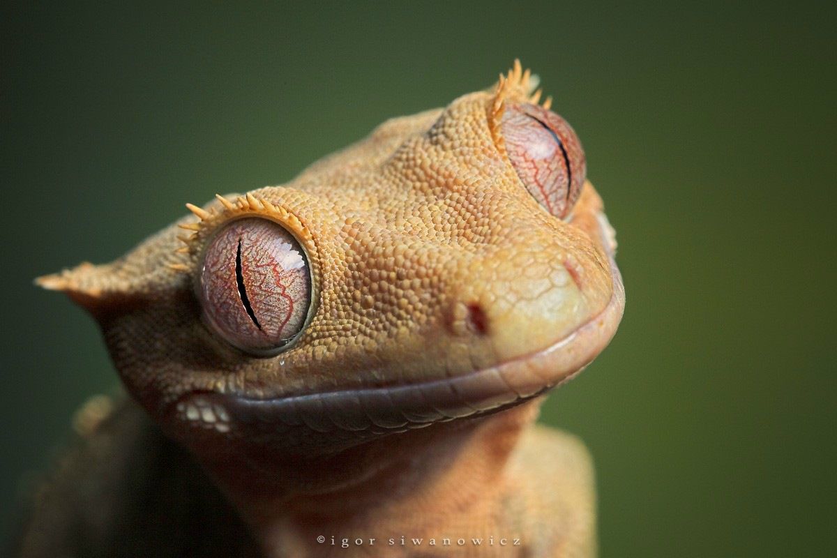 Сергей Бовтик фотография #19