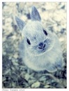 Діанка Скора фотография #11 (источник - https://vk.com/id138859741)