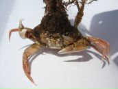 Фотография Abramov Alexey