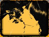 Фотография Соколова*Sharikova* Алеси