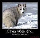 Анадін Каркадін фотография #34 (источник - https://vk.com/id20069018)