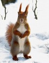 Фотография Неждановой Елены
