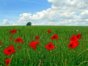 Діма Досин фотография #45 (источник - https://vk.com/id39751990)