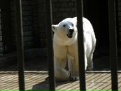 Едіта Костак фотография #37 (источник - https://vk.com/id131767154)