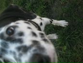 Діма Жильчук фотография #42 (источник - https://vk.com/id49706306)