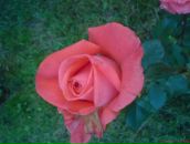 Ірина Бойко фотография #19 (источник - https://vk.com/id17100598)