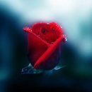 Никитос Белый фотография #37 (источник - https://vk.com/id2948666)